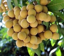 Nhãn lồng Hưng Yên