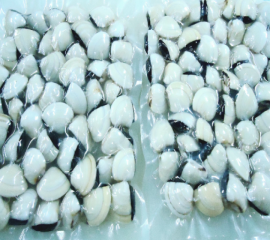 Nghêu Trắng Còn Vỏ