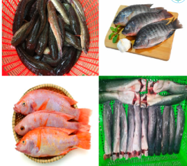Cá Nước Ngọt Các Loại