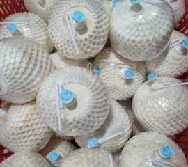Dừa