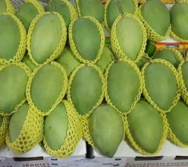 Xoài Cát Hòa Lộc