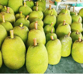 Mít Tươi Nguyên Trái