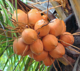 Dừa xiêm đỏ