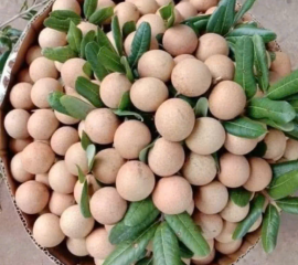 Nhãn Xuồng