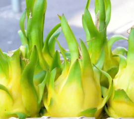 Thanh Long Vàng