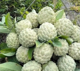 Mãng Cầu Na Dai