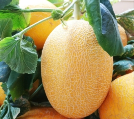 Dưa Lưới Vàng