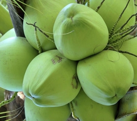 Dừa xiêm xanh