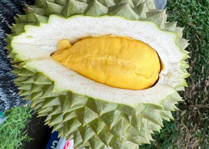 sau-rieng-tang-gia-gap-doi