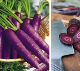 Cà Rốt Tím