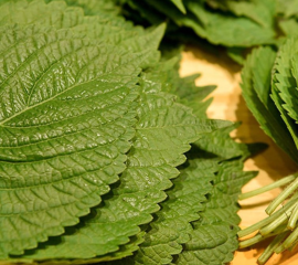 Lá Mè Nhật – Lá Tía Tô Nhật