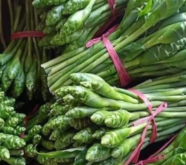 Bông Gừng Xanh – Nụ Hoa Gừng