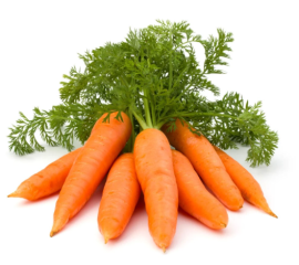 Cà rốt thường – Cà rốt baby – Cà rốt cọng tím