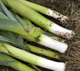 Hành baro làm sạch