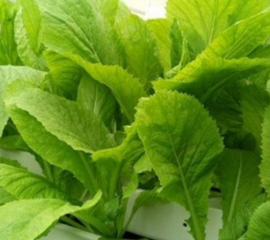 Rau Cải Xanh – Rau Cải Canh