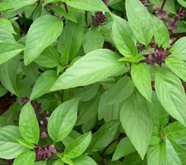 Rau húng quế – húng chó