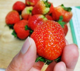 Dâu Tây Đà Lạt – Dâu Tây Mộc Châu