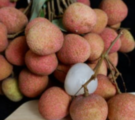 Vải Thiều Thanh Hà